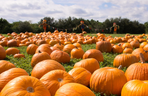 Field filled with orange pumpkins