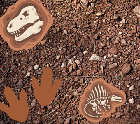 picture of fossils in dirt