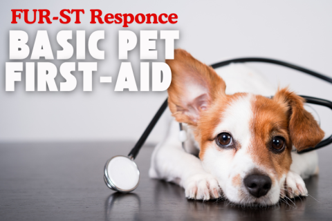 FUR-ST Response: Basic Pet First-Aid. Puppy laying down on the floor. 